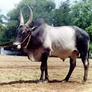 Kangayam