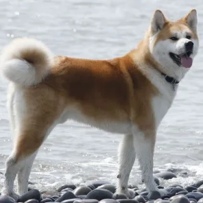 Akita Inu