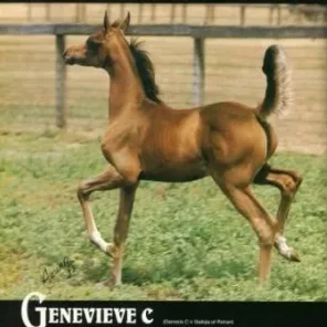 GENEVIEVE C