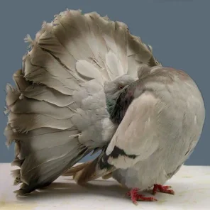 Fantail Pigeon