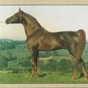 Fakhr El Kheil
