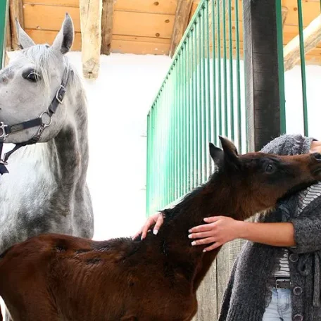 Lamania's colt foal