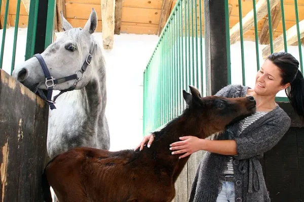 Lamania's colt foal
