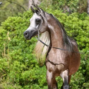 ALFABIA DAMASCUS