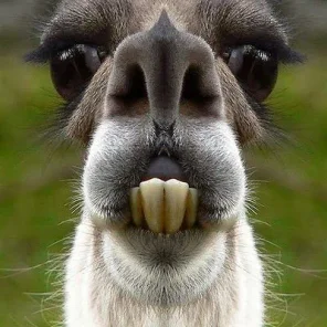 Why Llamas?