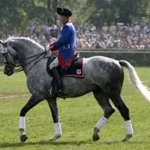 Driving Horses List