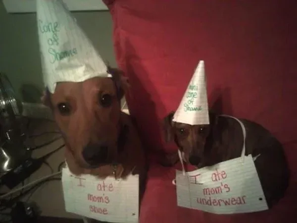 Naughty Dogs