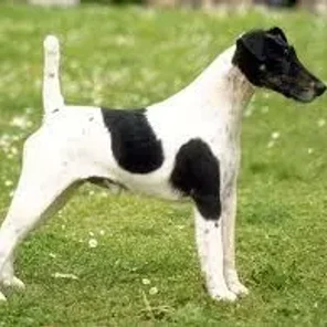 Chilean Fox Terrier