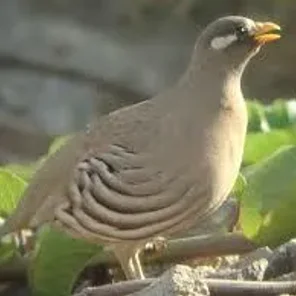 Sand Partridge