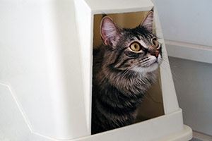 What to choose when cat litter is on your shopping list - Pt1