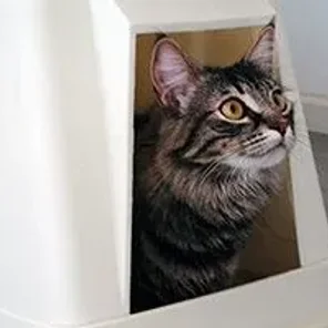 What to choose when cat litter is on your shopping list - Pt1
