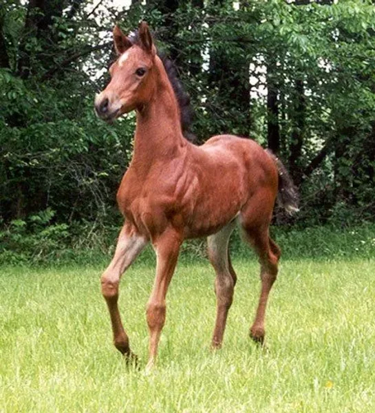 Ghazmopolitan
