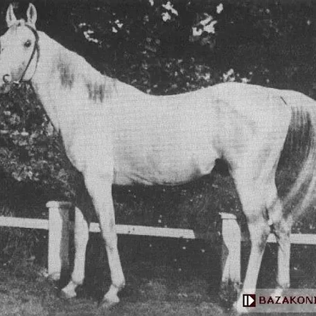 Mazepa I
