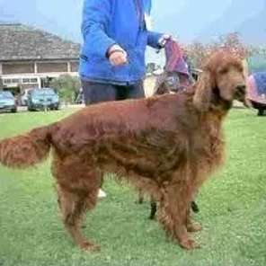 Irish Setter