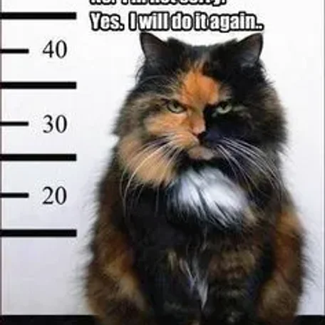 Cats as Pets
