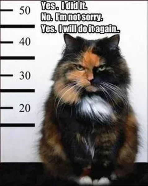 Cats as Pets