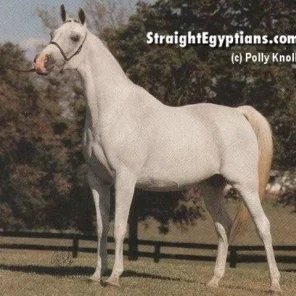 Imperial Sayyah