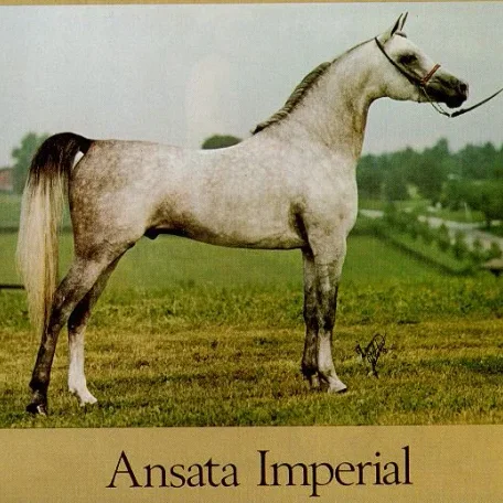 ANSATA IMPERIAL