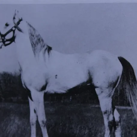 Moneyn (Raseyn x Monica) grey stallion, foaled May 7, 1934bred by W.K. Kellogg Institute