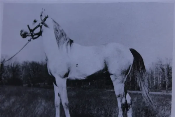 Moneyn (Raseyn x Monica) grey stallion, foaled May 7, 1934bred by W.K. Kellogg Institute
