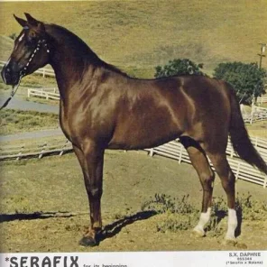SX DAPHNE