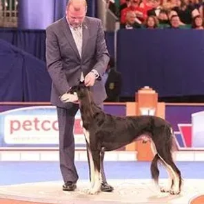 GETTING STARTED SHOWING YOUR DOG, AKC