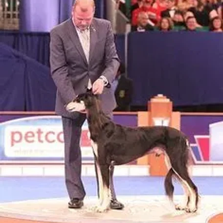 AKC Dog Show