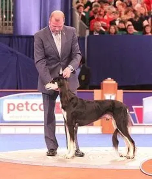 AKC Dog Show