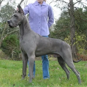 20 Low Maintenance Dog Breeds For You - Part II