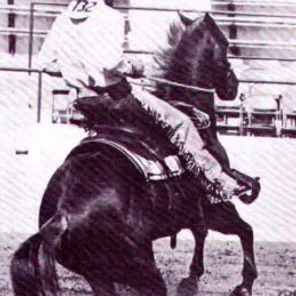Bull Parker