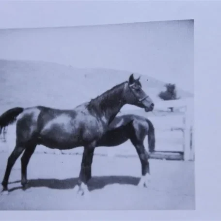 Nafa (Raseyn x Narasa) bay mare, foaled September 11, 1937bred by W.K. Kellogg Institute