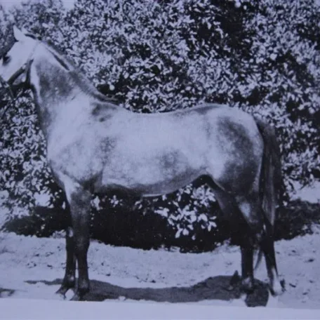 Ferseyn (Raseyn x Ferda) grey stallion, foaled May 21, 1937bred by W.K. Kellogg Institute