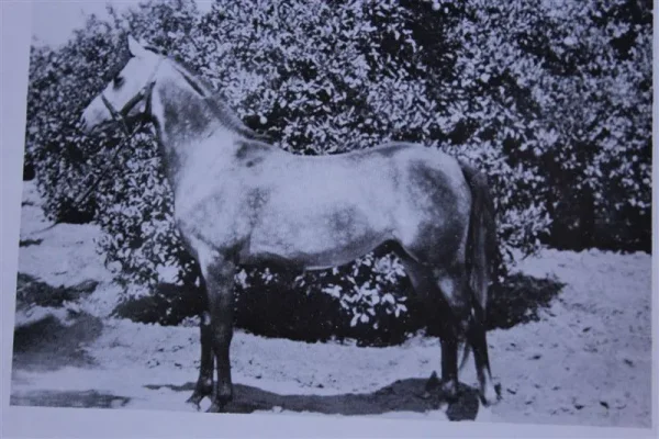 Ferseyn (Raseyn x Ferda) grey stallion, foaled May 21, 1937bred by W.K. Kellogg Institute