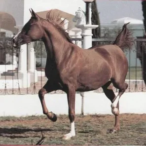 TANANAA