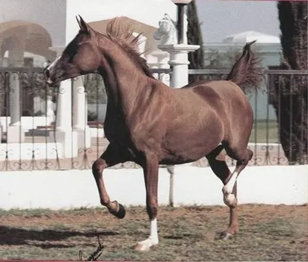 TANANAA