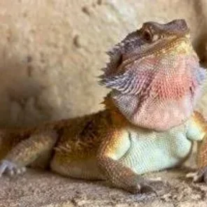 Bearded Dragon Right for You?