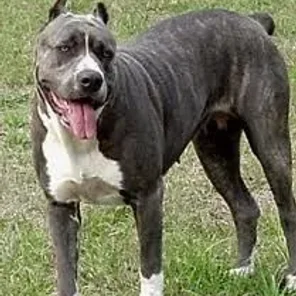 American Bandogge Mastiff (Designer Dog)