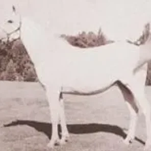 Garaffa