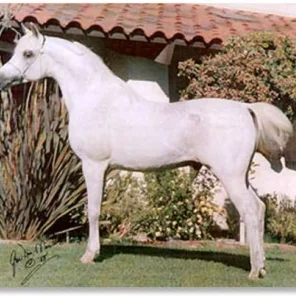 Carmargue