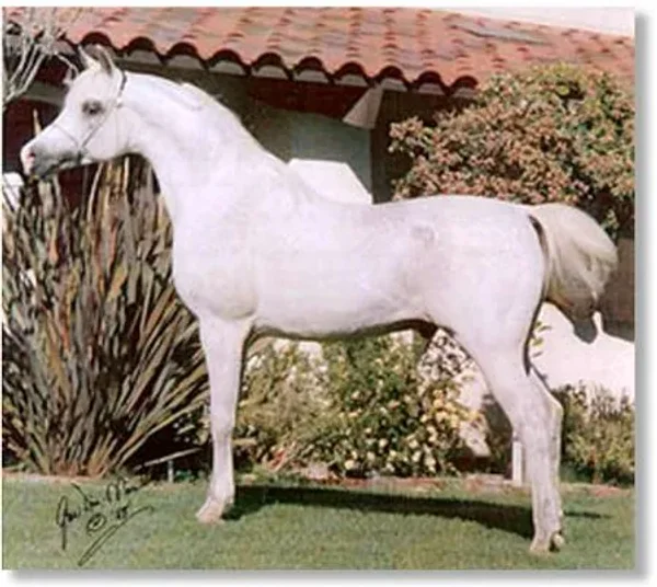 Carmargue