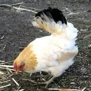 Fantail Bantam