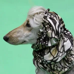The Twelve Most Difficult Dogs To Train