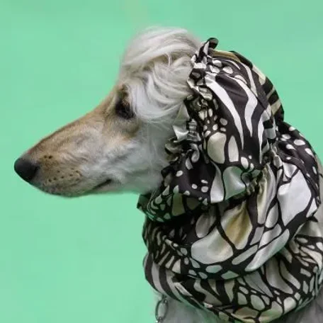 Difficult dogs to train