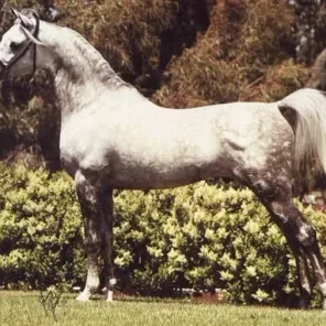 Ruminaja Bahjat