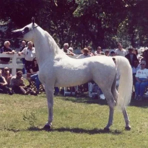 Ansata Sinan