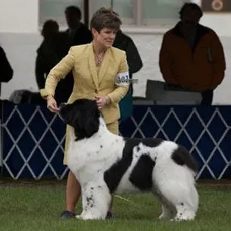 Canine conformation