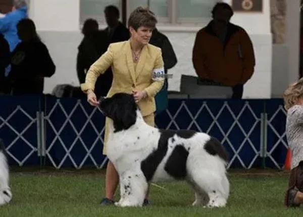 Canine conformation
