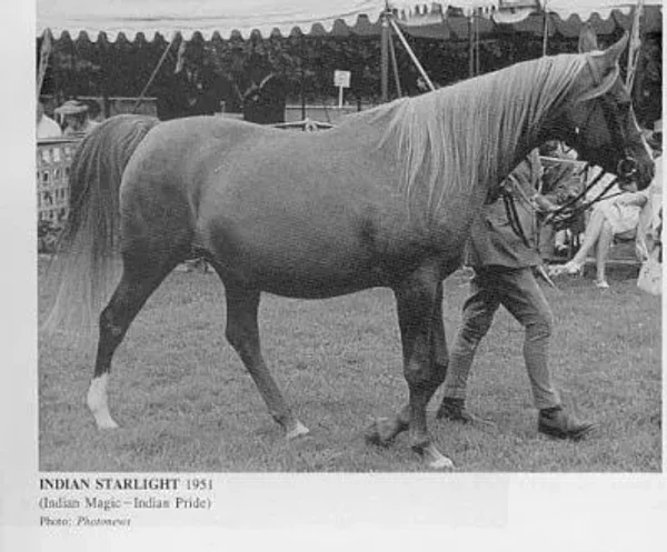 Indian Starlight