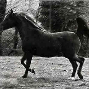 Muzri