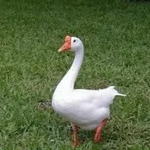Chinese Goose
